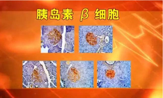 除了降血糖的功效，苦瓜肽还有哪些功效呢？