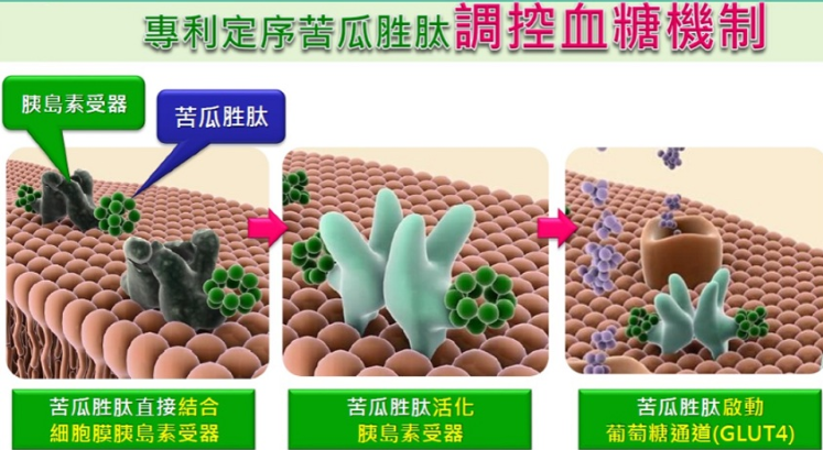 苦瓜胜肽降血糖、血脂的原理