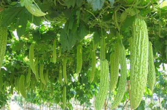 健康大讲堂重点推荐:苦瓜多肽作用为降血糖食物