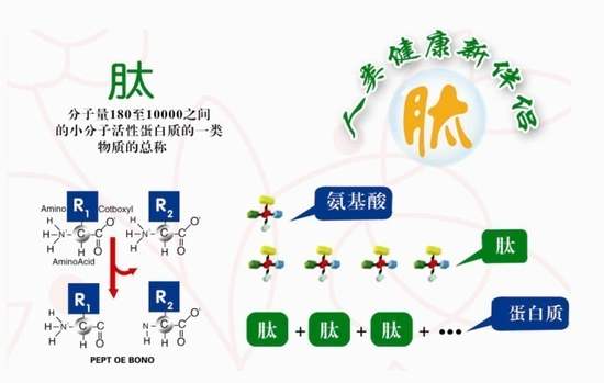 蛋白质缺乏吃什么补充好,小分子肽真补充细胞营养吗？