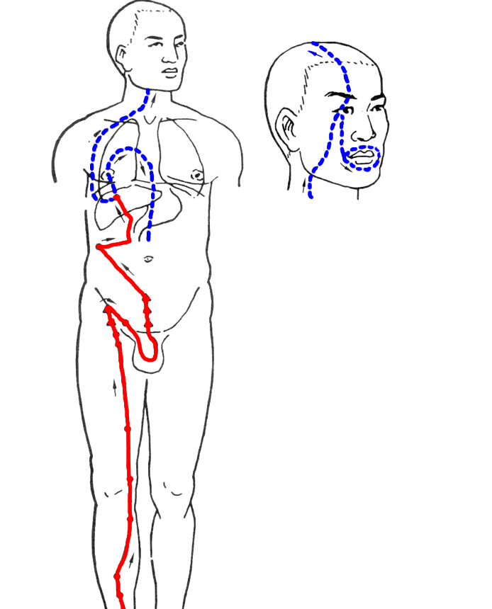 肝经流注图.png