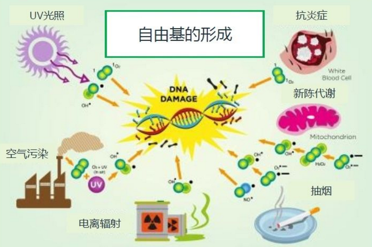 小分子肽抗氧化作用，肽的功能与作用大全