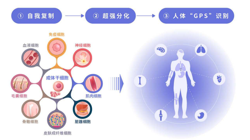 干细胞的作用.png