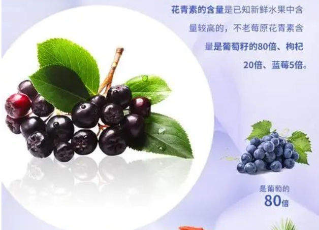 什么是不老莓.png