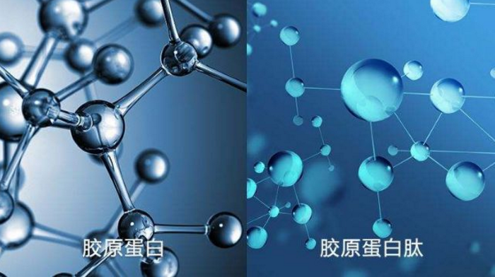 骨胶原蛋白分子.png