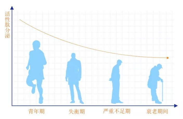 活性肽的分泌.png