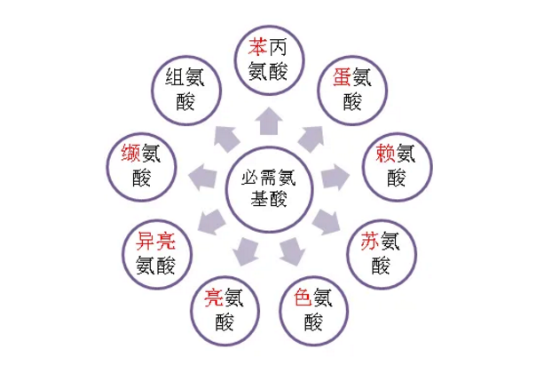 9种必需氨基酸.png