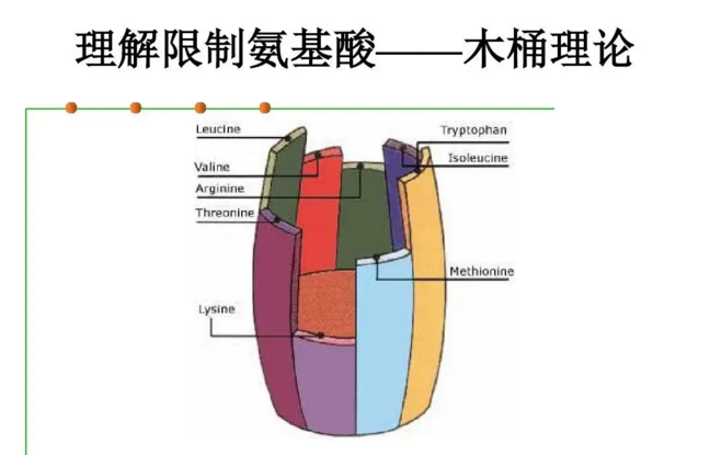 什么是限制氨基酸.png