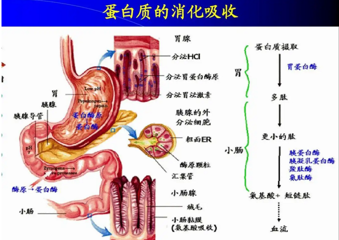 吃高蛋白食品好消化吗，人体对蛋白质的消化过程