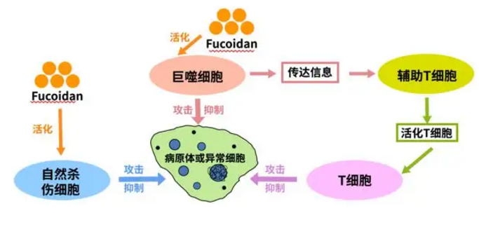 活性多糖抗病毒的作用机理