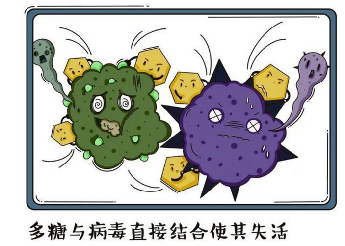 多糖与病毒.png