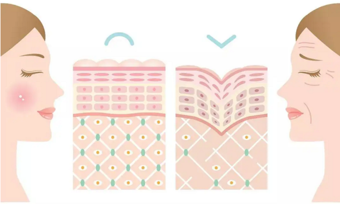 口服小分子蛋白肽与补胶原蛋白