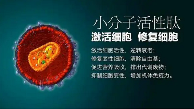 小分子肽与细胞修复.png