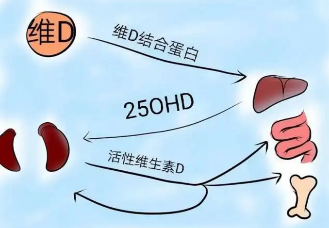 维生素D的吸收与合成