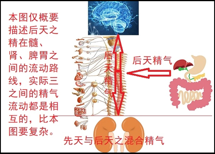 骨髓与健康，补骨髓的方法与产品有哪些