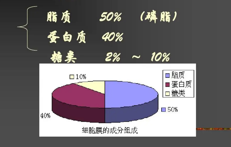 脂肪在人体中的分类与分布