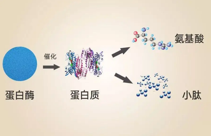 小分子肽真的会修复细胞吗？肽与细胞营养