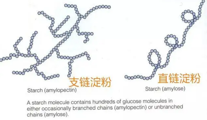 多糖是什么营养素？常见的多糖分类