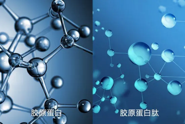 胶原蛋白肽的作用.png