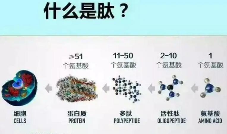 肽的功能.png