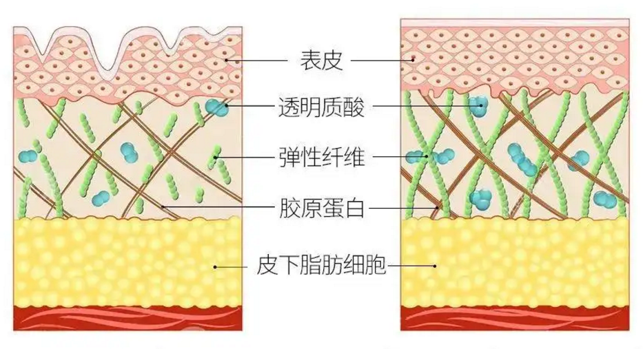 弹性蛋白与胶原蛋白.png