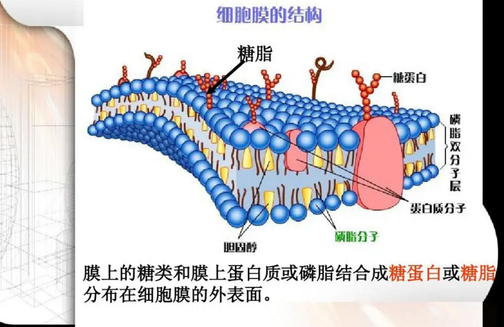 细胞膜的作用.png