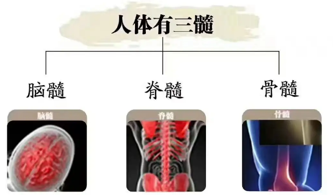 三髓多肽是什么？髓多肽对身体有哪些好处