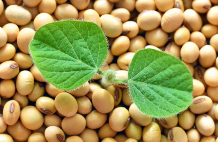 大豆肽与调节血糖、促进脂质代谢