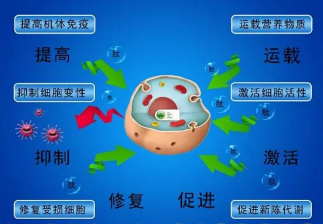 小分子肽对免疫系统的调节作用与功能性食品