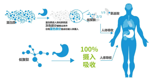 肽的快速吸收.png