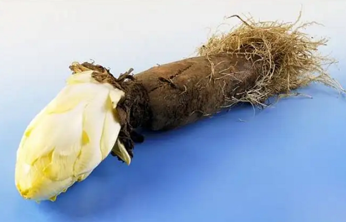 菊苣酸能打开骨髓动脉的滋养孔吗？菊苣的养生功效