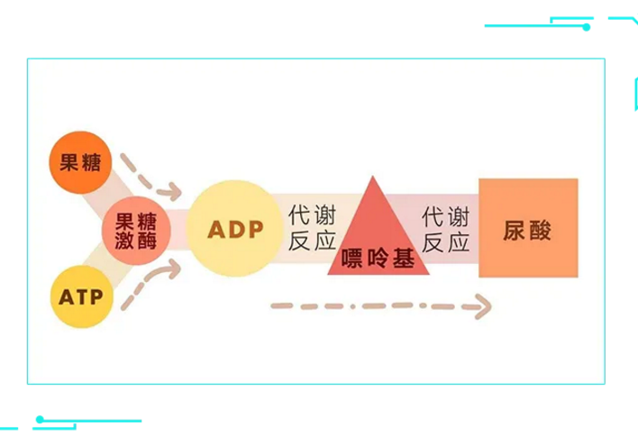 果糖与尿酸.png