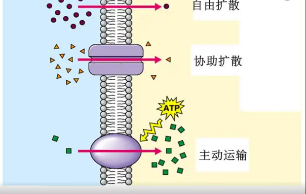 肠道对营养物质的吸收作用，营养与吸收