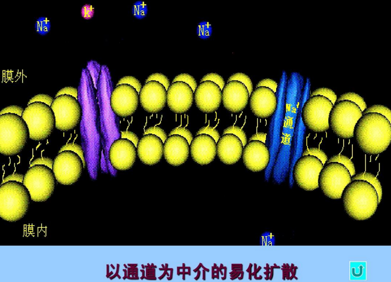 易化扩散.png