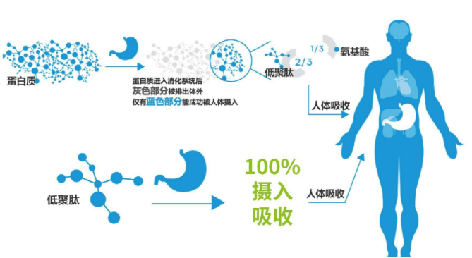 肠胃不好人群喝小分子肽好吸收吗？喝肽会不会加重肠胃负担