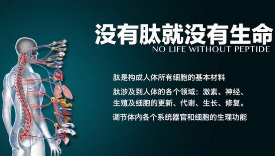 胶原蛋白肽与改善亚健康