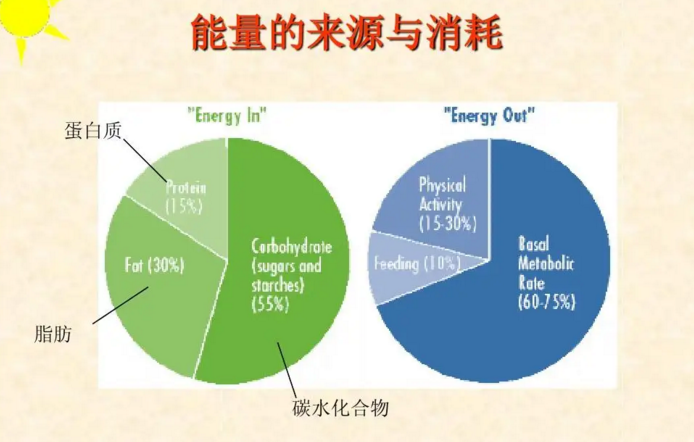 营养百科：三大能量营养
