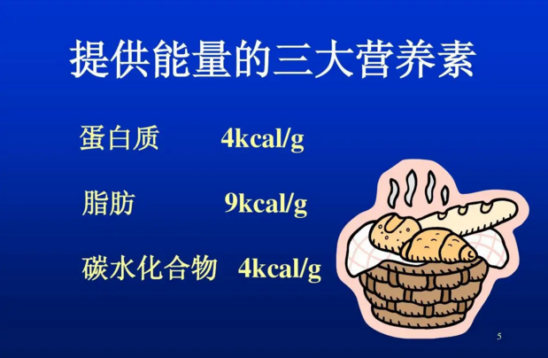蛋白质能提供多少能量.png