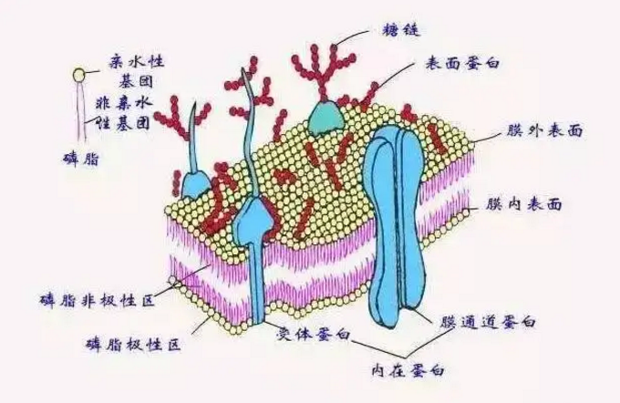 鸡腿蘑多糖对糖尿病效果好吗，多糖产品调理糖尿病的作用原理
