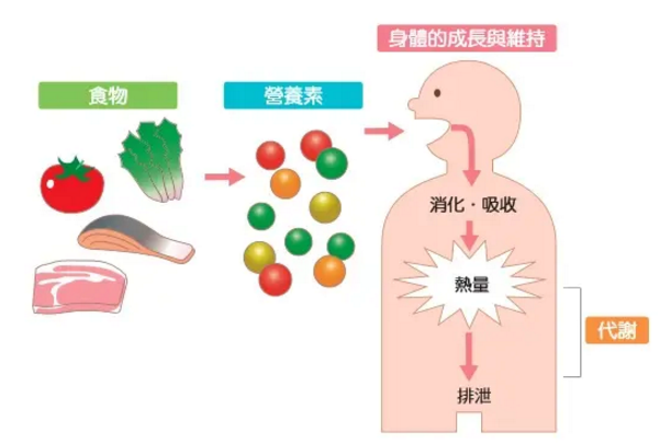 能量与平衡，什么是身体的能量平衡