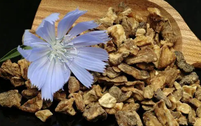 菊苣茶的禁忌，糖尿病人适合服用菊苣吗