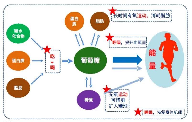 年龄对代谢水平的影响