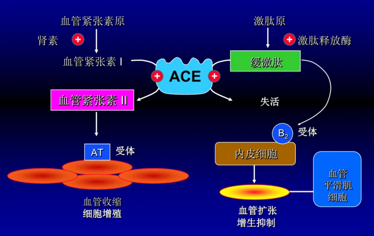 哪种小分子肽能降血压？降压肽作用原理