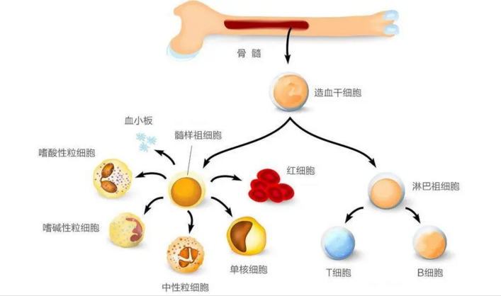 小分子肽能改善再生障碍性贫血吗，肽与恢复造血功能