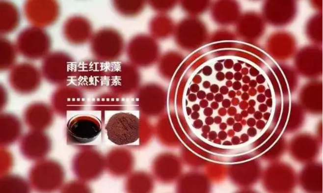 超级抗氧化剂虾青素与雨生红球藻