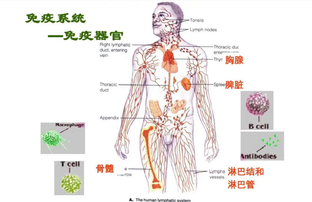 小牛胸腺肽对身体起到什么作用？小牛胸腺肽服用多久能看到效果