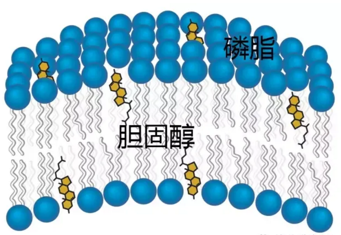 胆固醇也是一种营养非废物