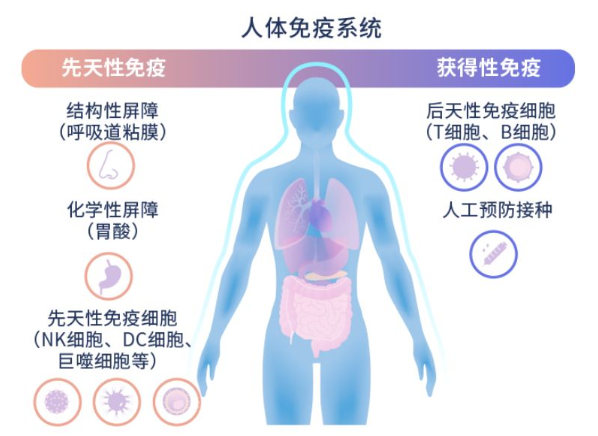 NK细胞在免疫力中的作用