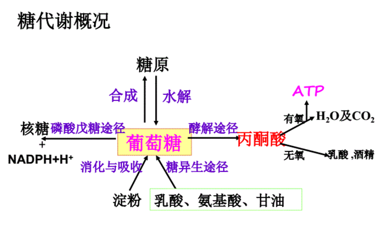 碳水化合物的氧化与产能过程