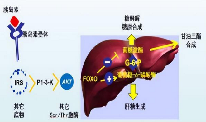 糖代谢中肝的作用——肝健康血糖才会健康
